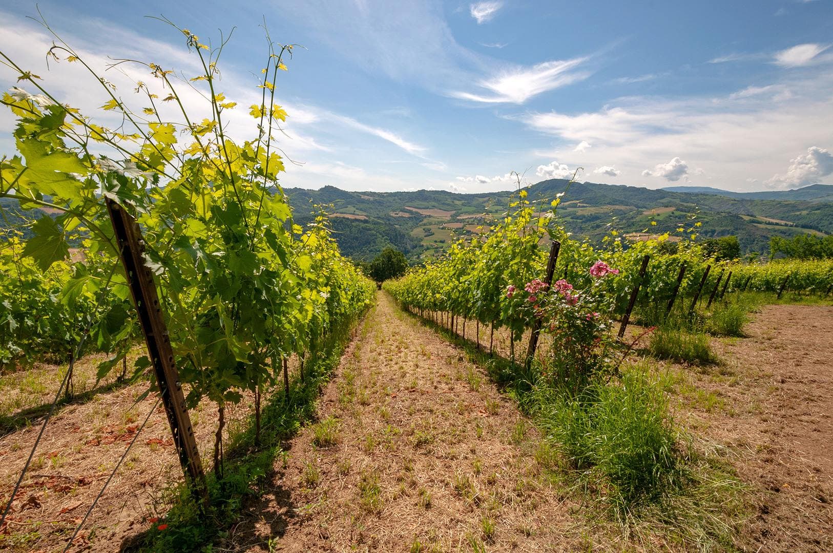 Castello Montesasso Winery foto 1