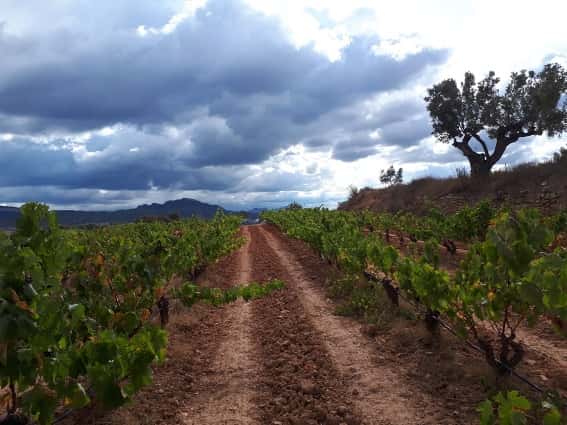 Degustazione di vini e tour al Celler Coma D'en Bonet