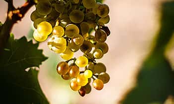 Sardinia’s Vermentino Wine Tour & Tasting