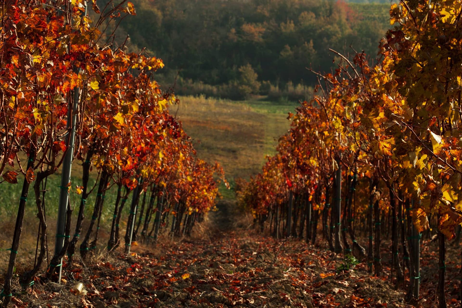 Degrassi Winery Foto 5