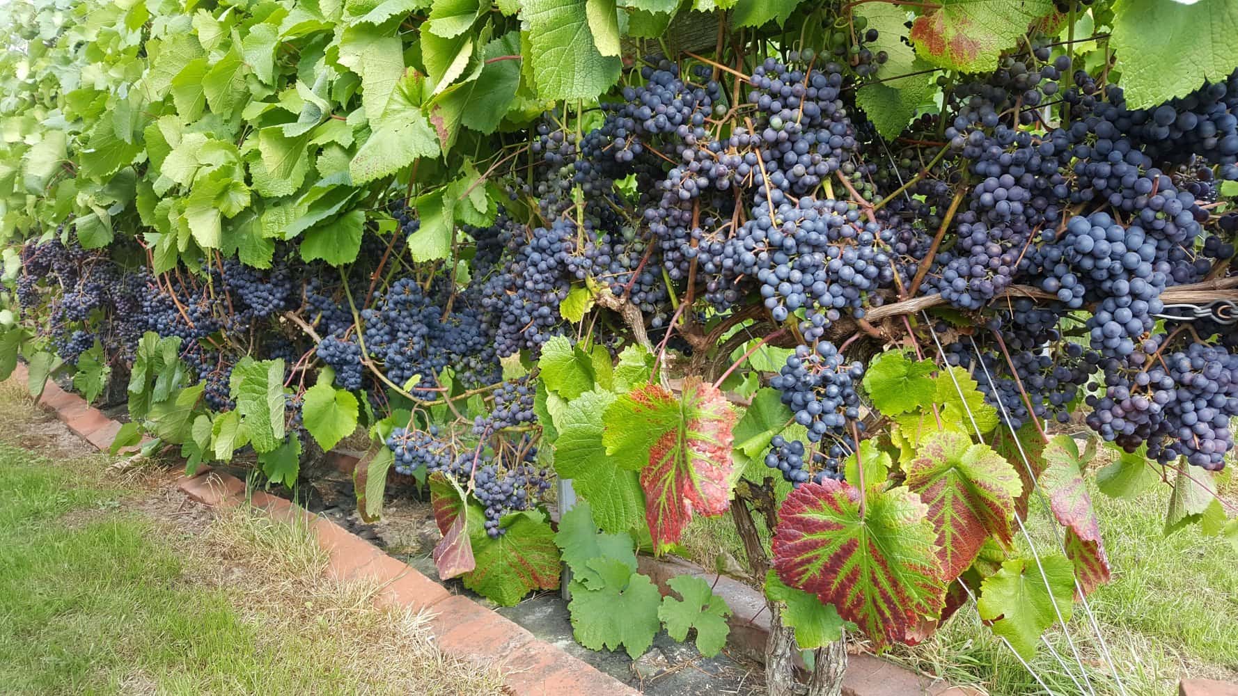 Degustação de vinhos e tour no Domaine Nyballe