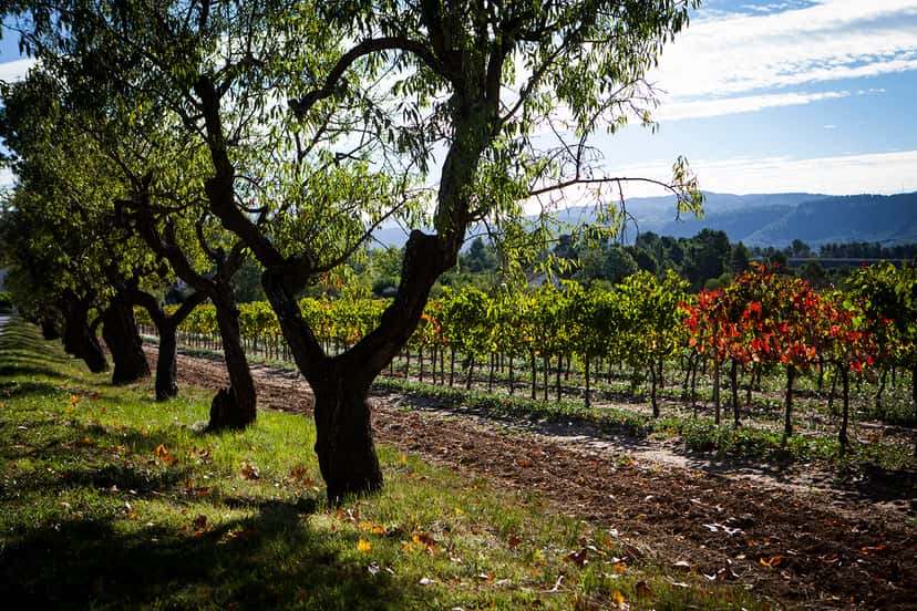 Degustação de vinhos e tour em Fermí Bohigas
