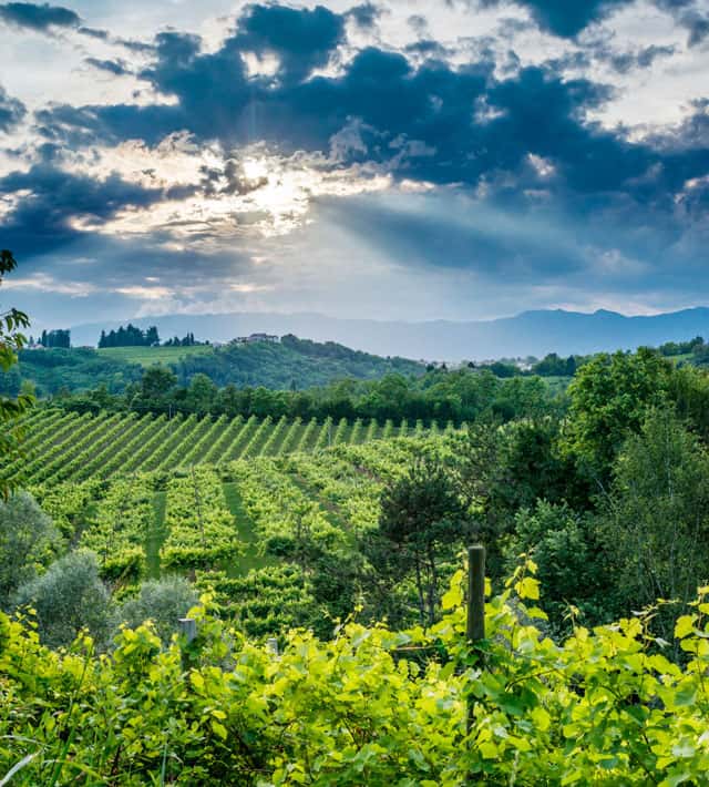 Wine Tasting and Tour at Il Colle 1978