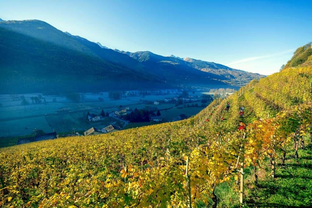 la perla di marco triacca - vineyard1