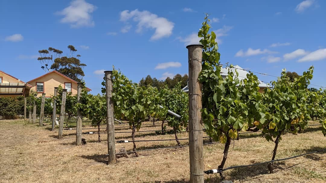 Lethbridge Wines Foto 1
