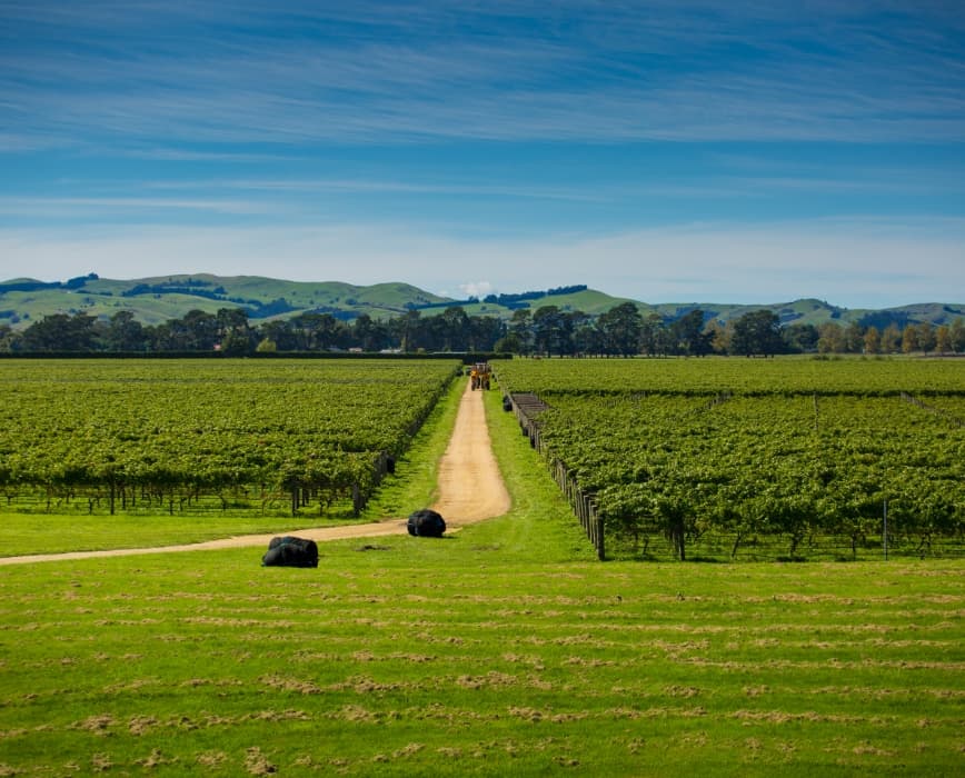 Vineyards of Matahiwi Estate, Wairarapa wine region