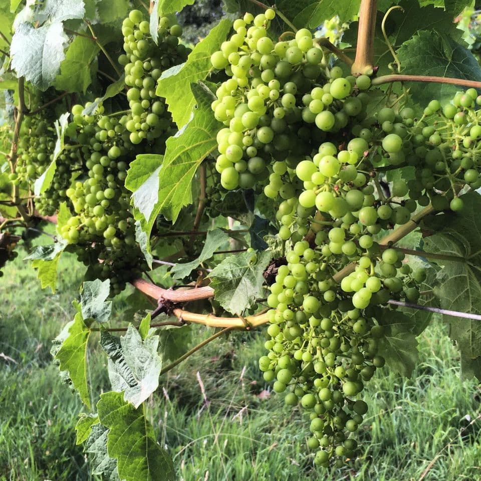 Oatley Vineyard