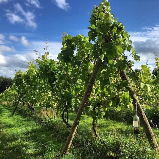 Oatley Vineyard