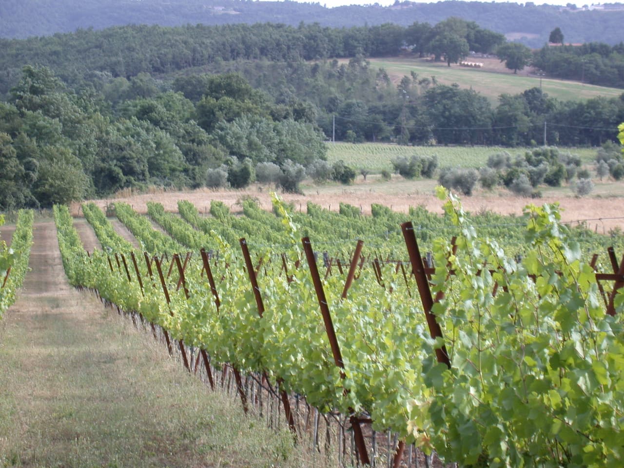 Podere Riparbella
