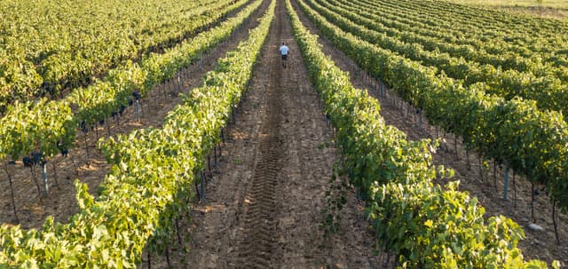 poggio nibbiale - vines