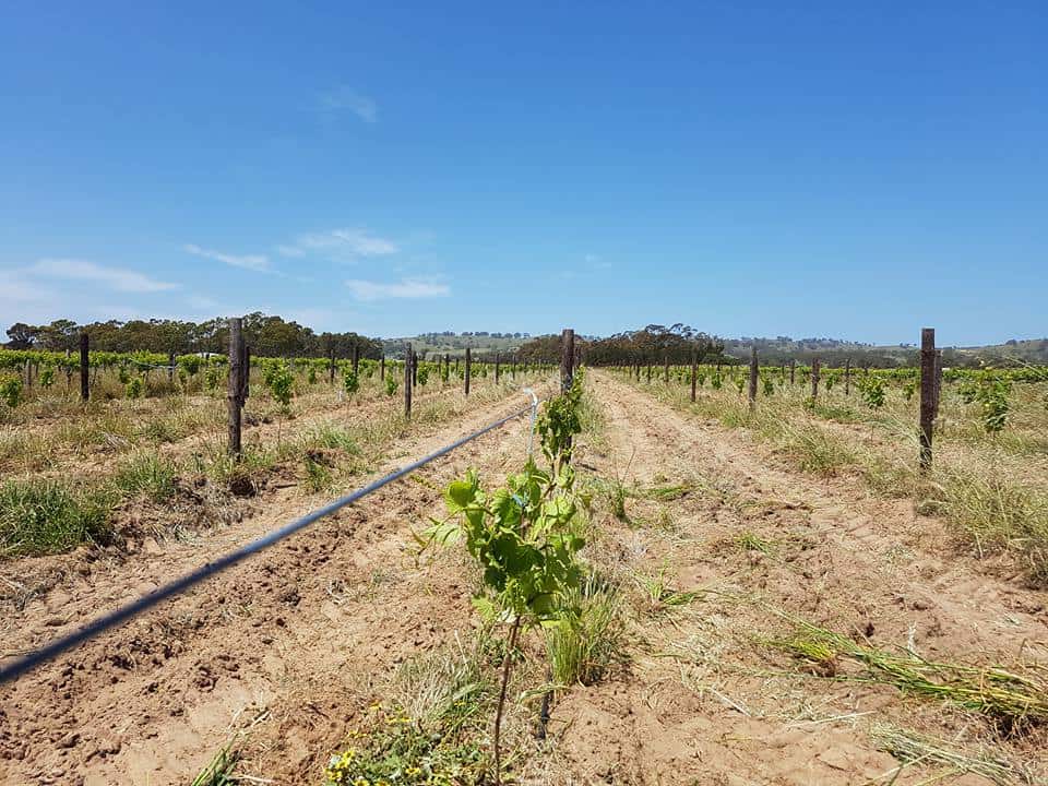 Cata de vinos y visita guiada en Smallfry Wines