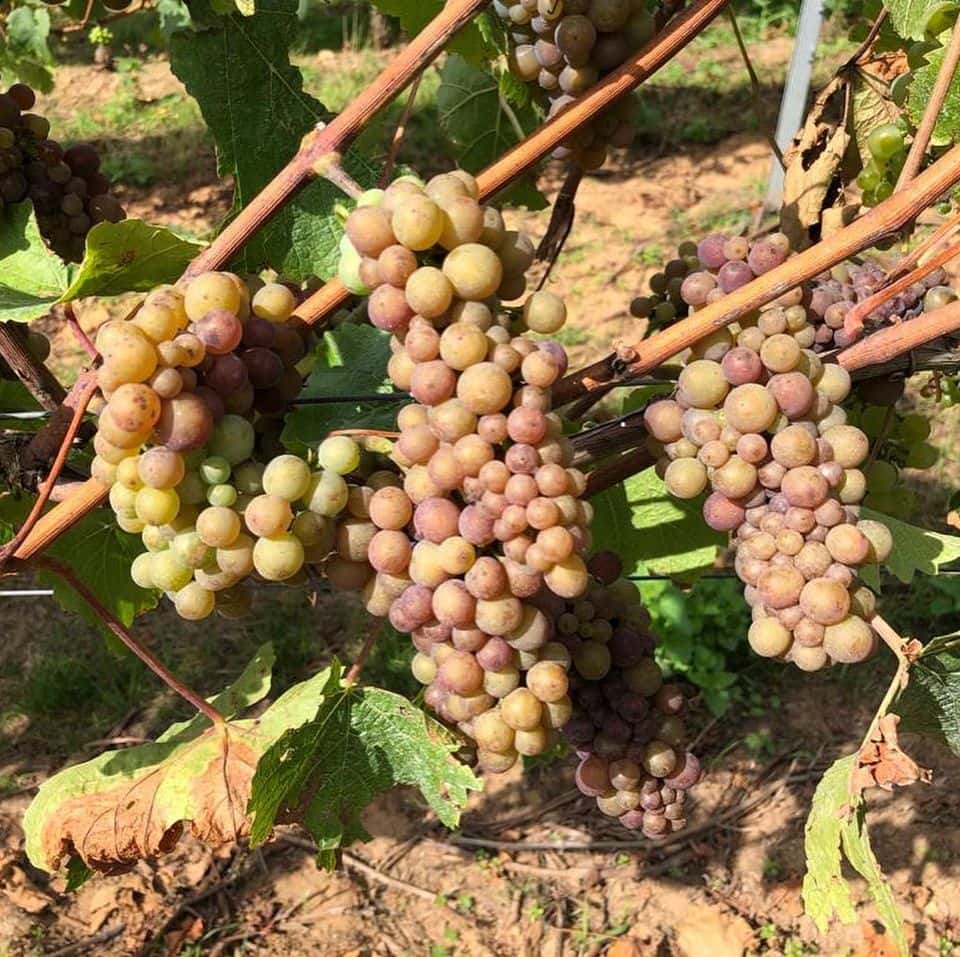 Sussex Wine Adventure: Stopham Vineyard Tour & Tasting