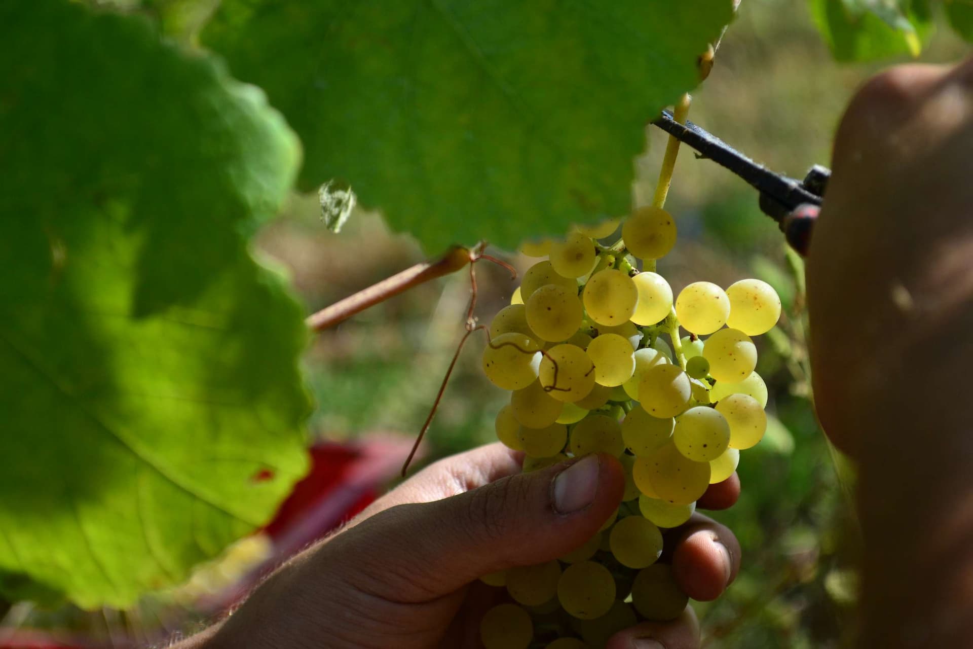 Turra Wines foto 4