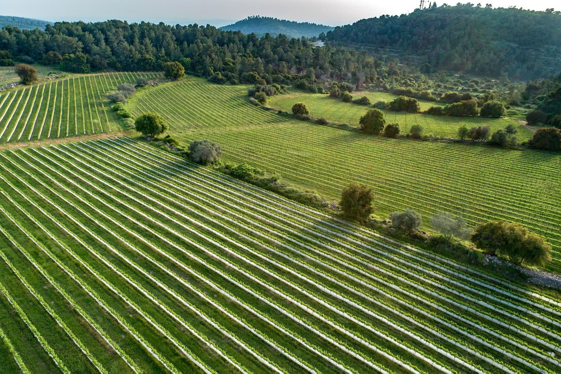 Tzora Vineyards