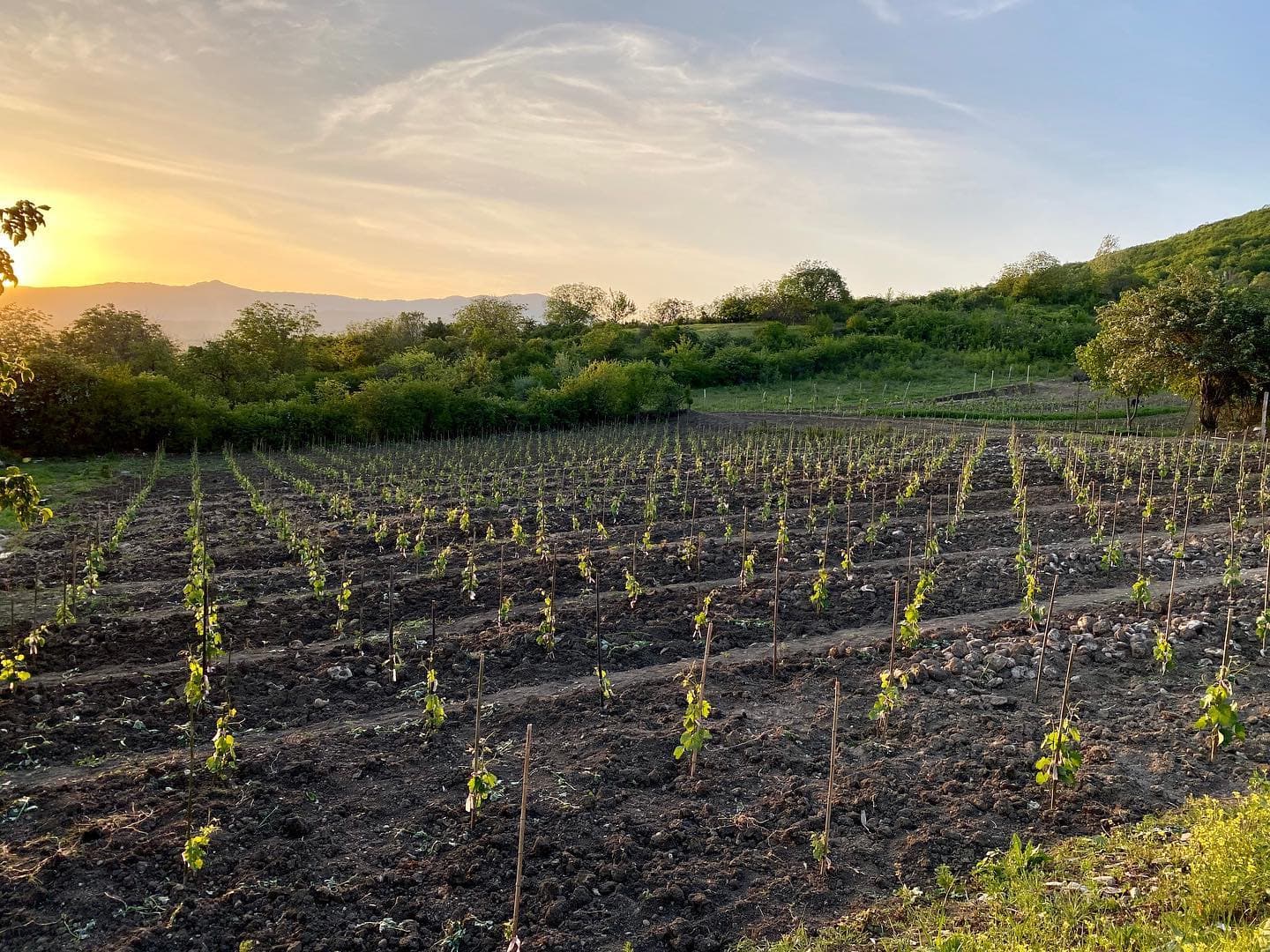 Vellino Winery photo 1