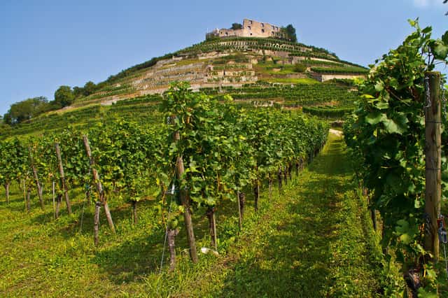 Weingut Fritz Waßmer