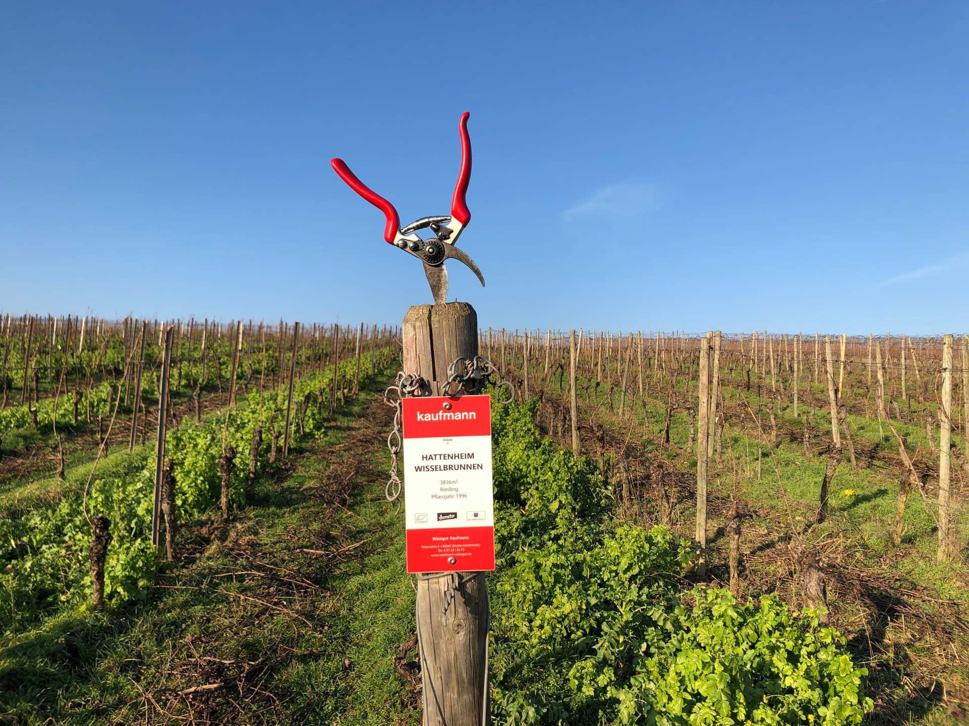 Weinprobe im Weingut Kaufmann