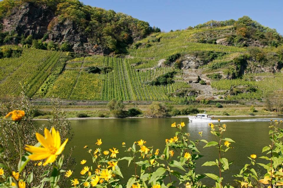 Weingut Melsheimer foto 5