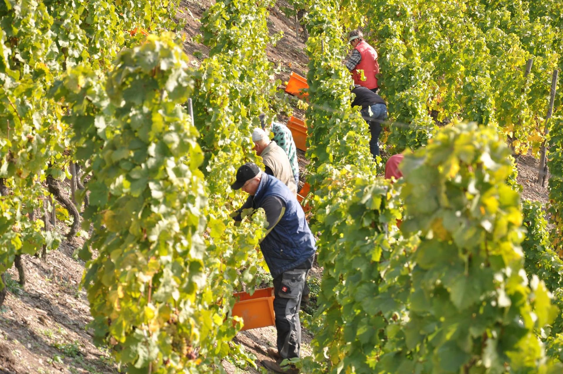Weingut Toni Lorenz & Weinhotel Landsknecht photo 3