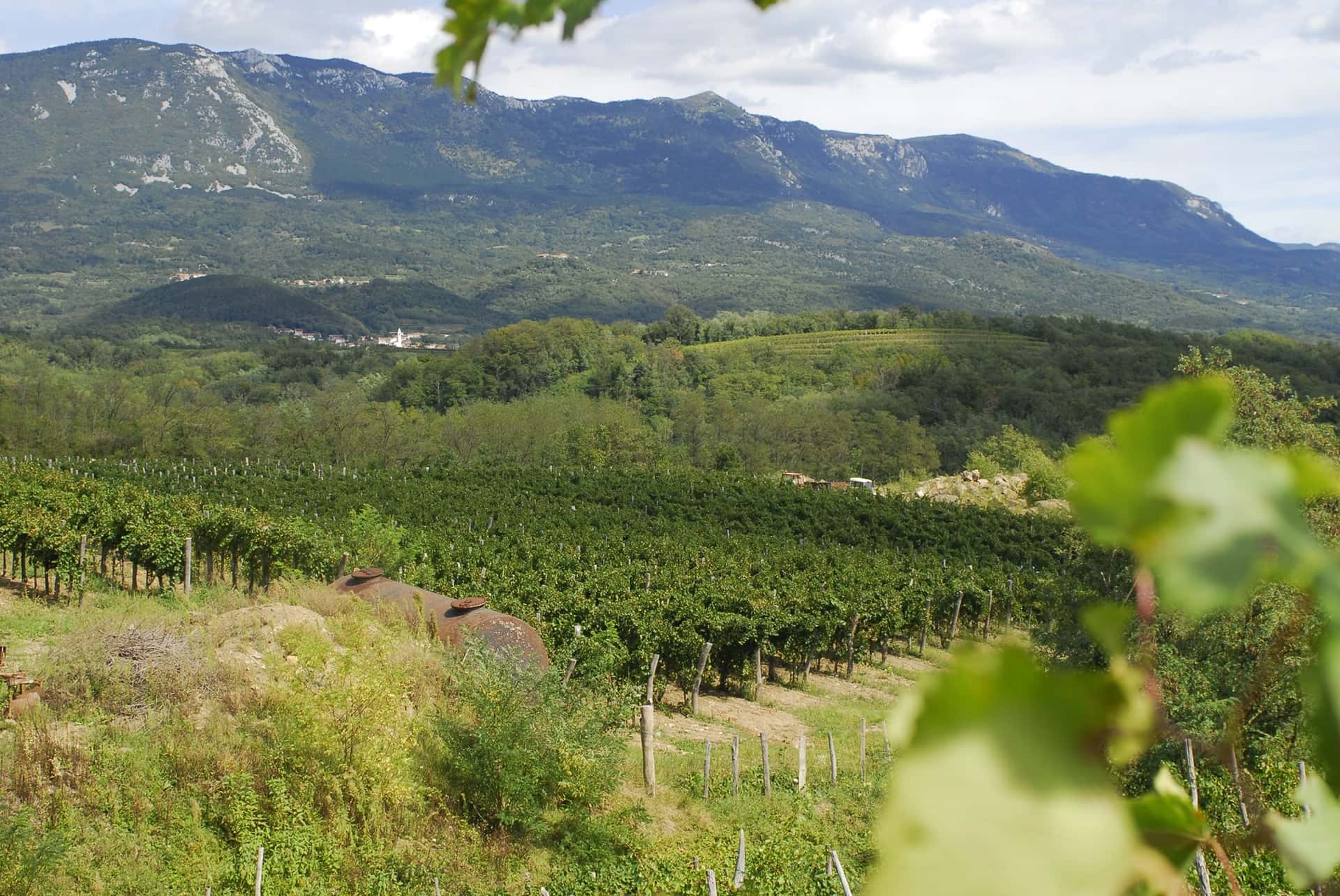 Dégustation de vins et visite à Zaloščan Vina De Adami