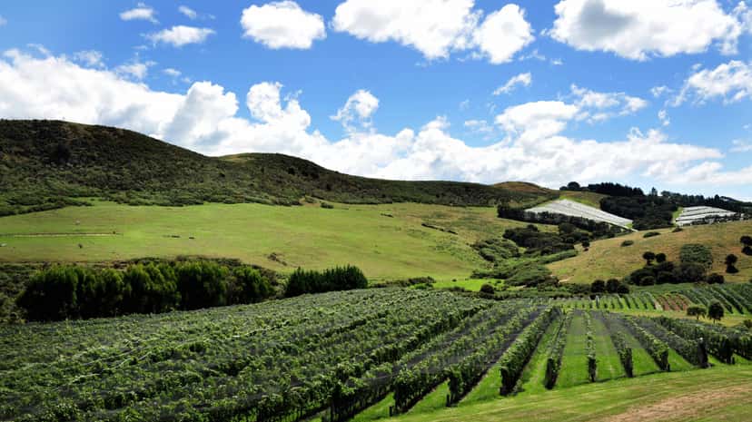 Kumeu appellation