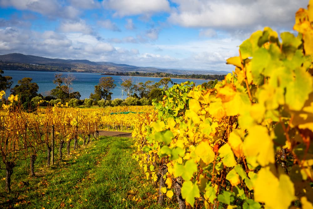 Vineyards of Tamar Valley, Tasmania wine region, Australia