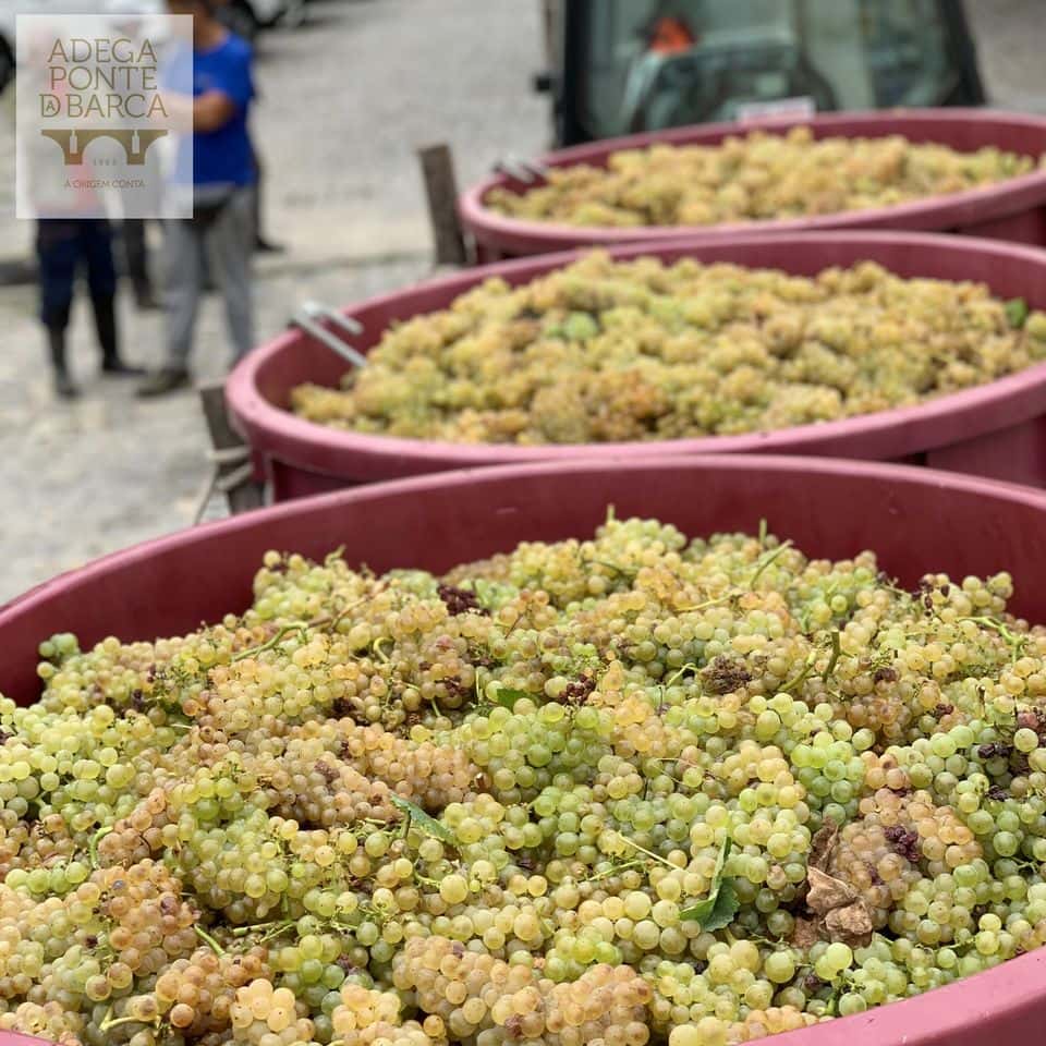 Degustazione e tour di vini ad Adega Ponte Da Barca