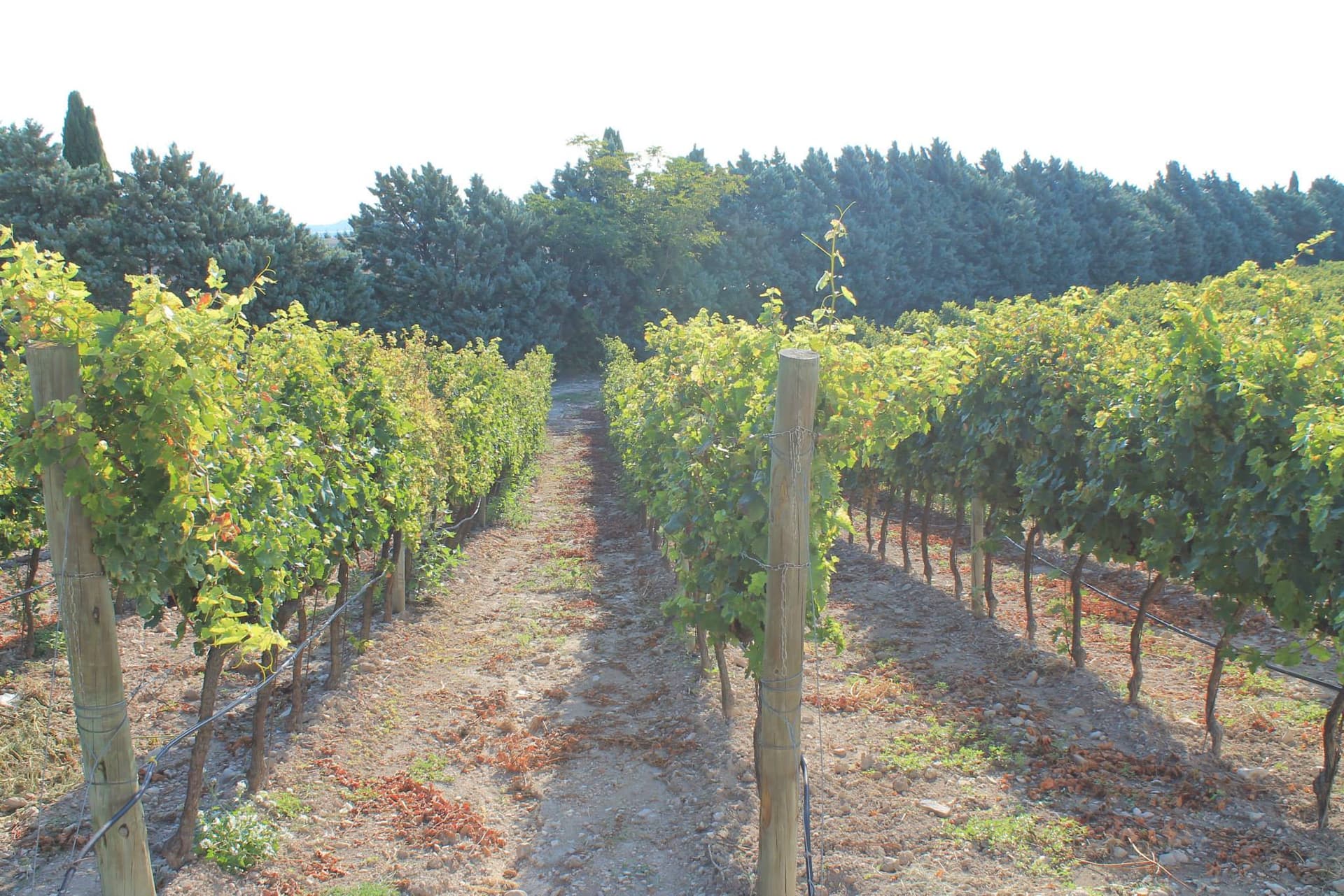 Degustazione e visita presso l'Agricola Alberto Longo