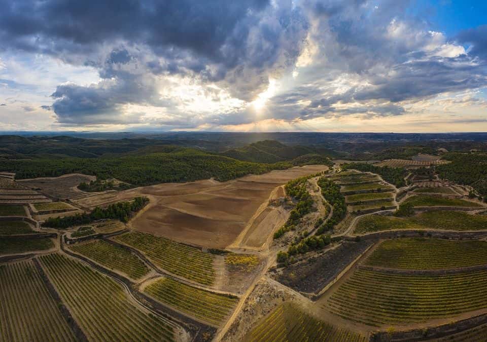 Cata de vinos y visita guiada en Altavins Viticultors