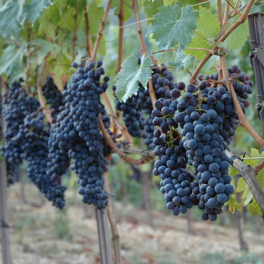La Cantina Degli Abissi - Bisson Vini photo 1