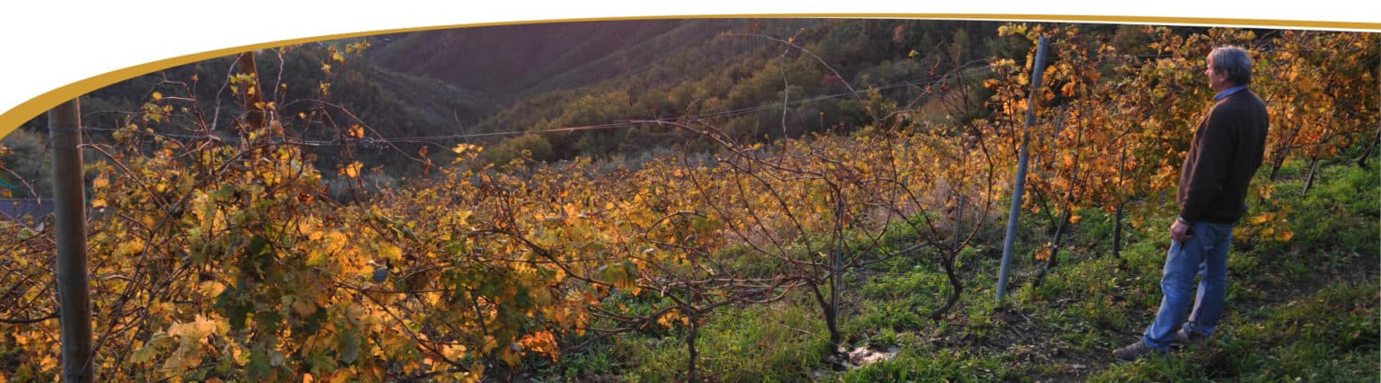La Cantina Degli Abissi - Bisson Vini photo 2