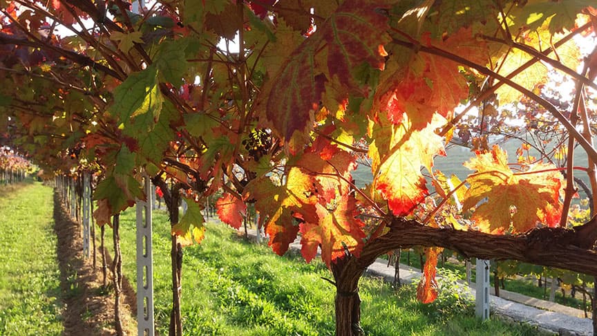 Wine Tasting and Tour at Azienda Agricola Manara