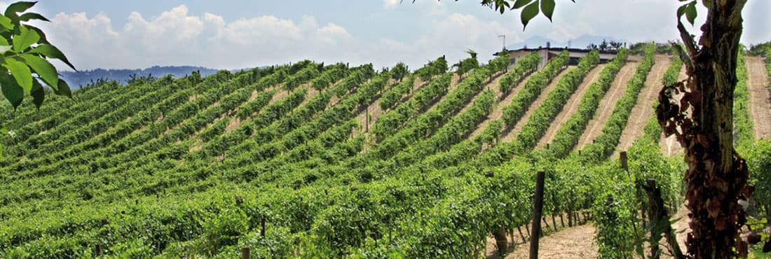 Wine tasting and tour at Azienda Calafe' Di Petrillo