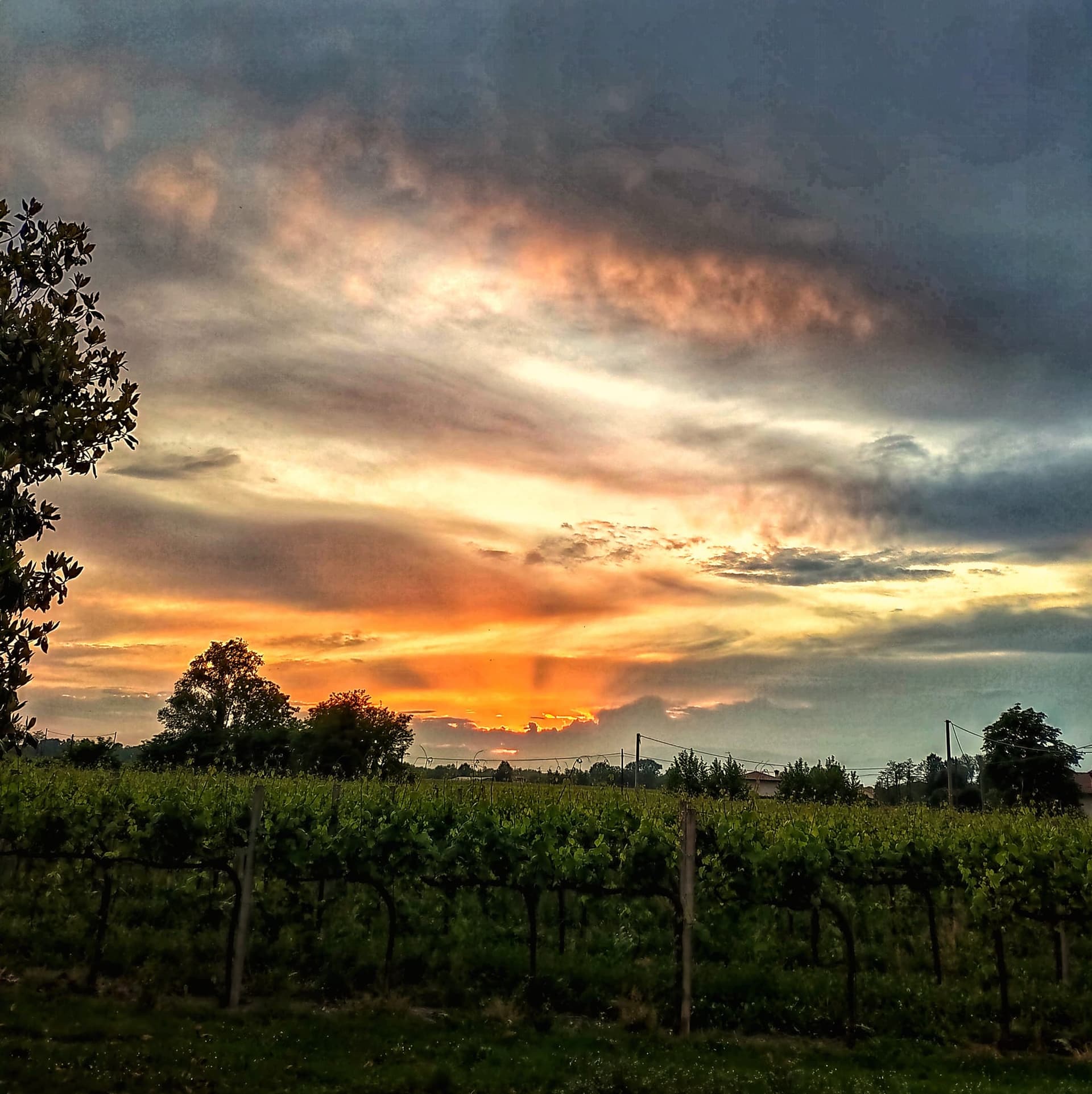 Degustazione e tour presso Bellese Vini