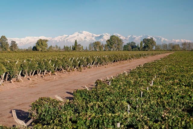 Bodegas Y Viñedos Crotta Foto 2