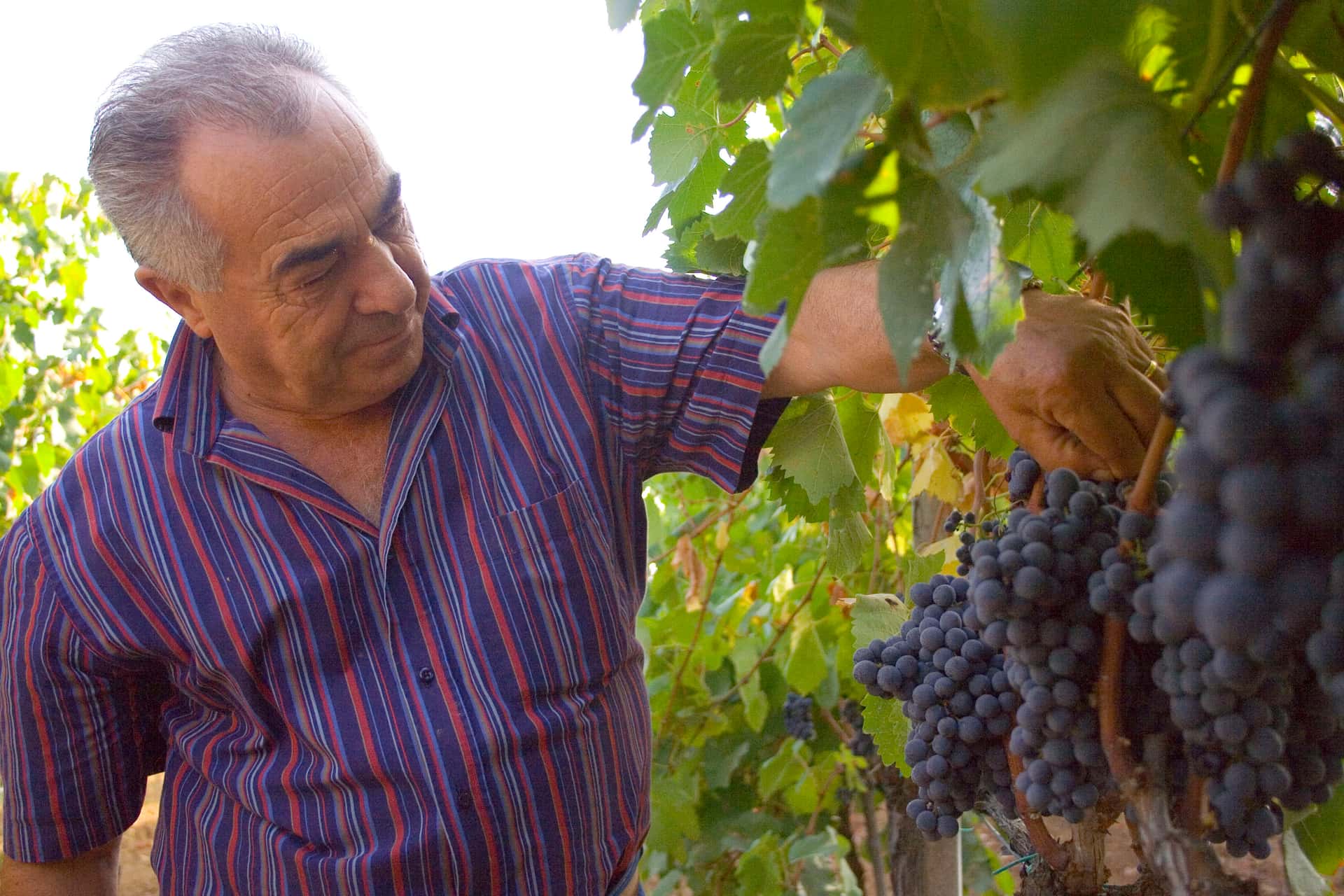 Degustação de vinhos e tour na Cantine Santa Barbara