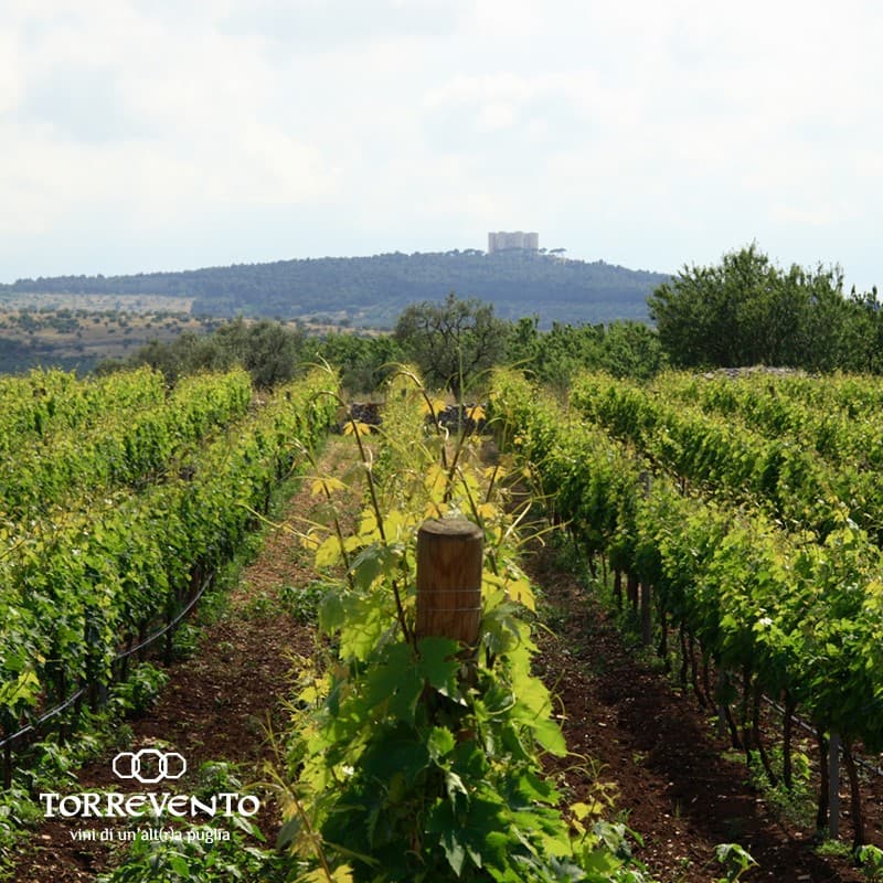 Cantine Torrevento