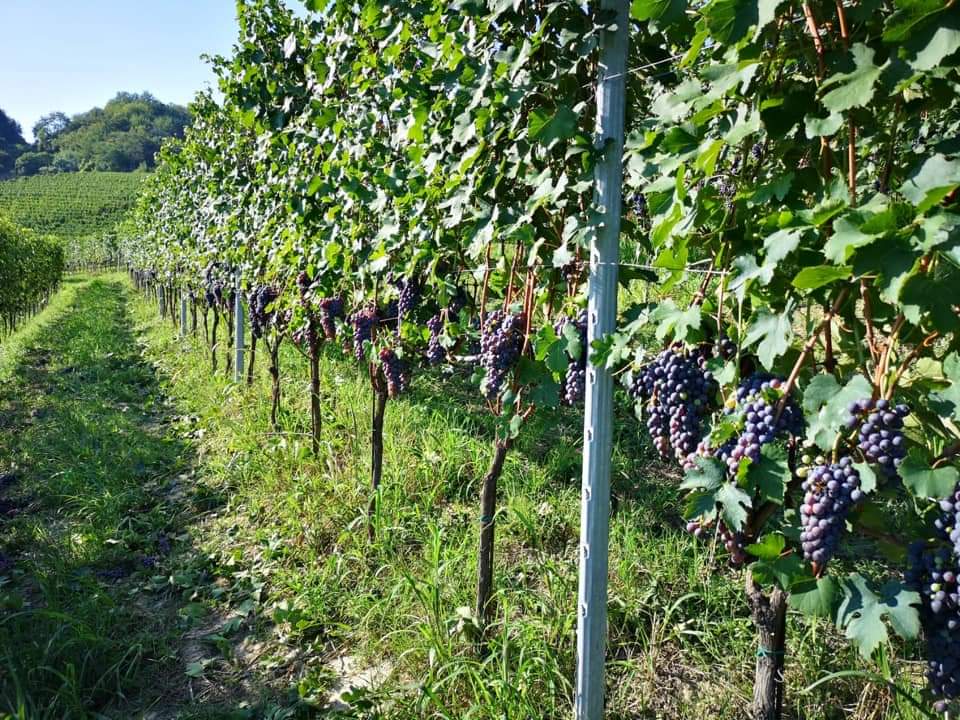 Cascina Vèngore foto 1