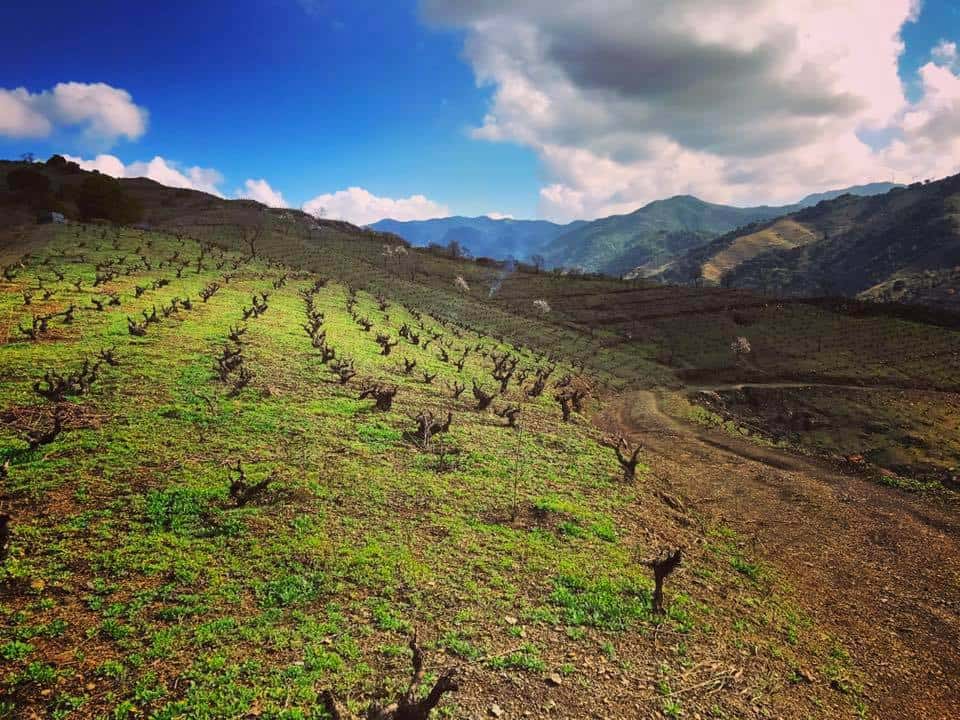 Cata y visita de vinos en Celler Joan Simó