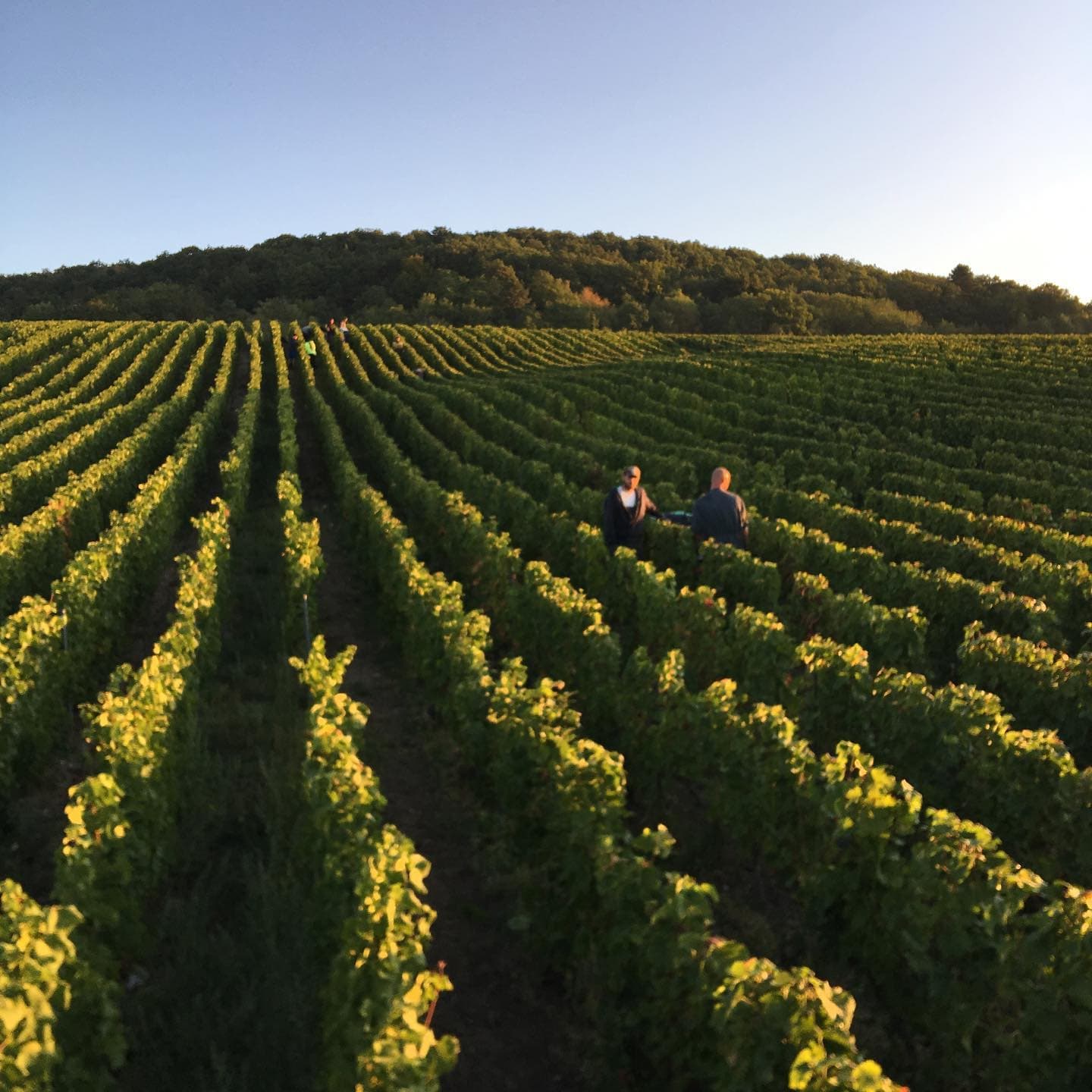 Champagne Lecomte Père Et Fils