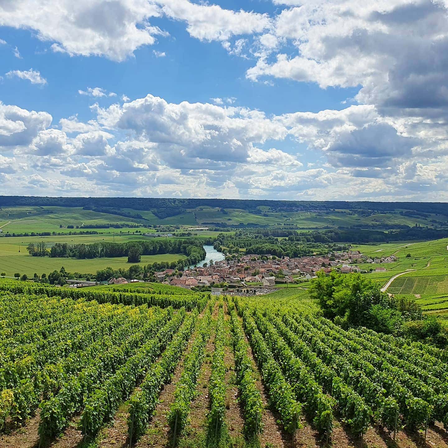 Degustação de vinhos e tour em Champagne Naveau