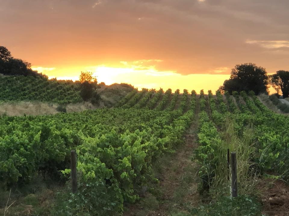 château le devoy martine-vineyard