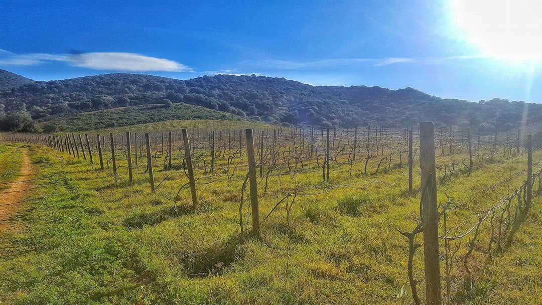 Colline Del Vento Weinberge in der Weinregion Sardinien