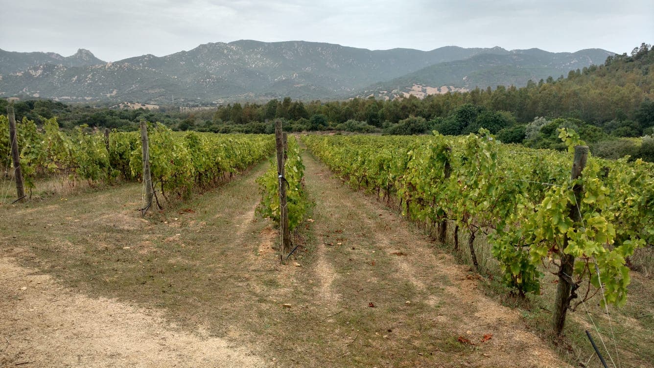 Sardinia Organic Wine & Vineyard Tour at Colline Del Vento