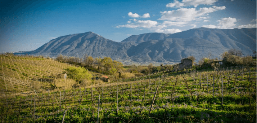 Corte Normanna Agricola