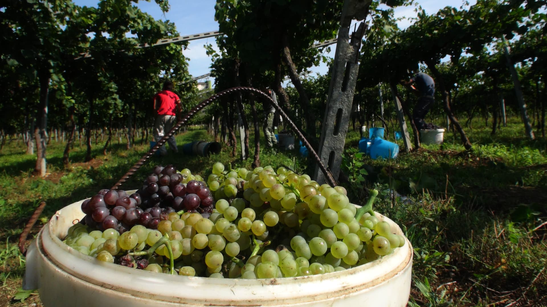 Tenuta Plozner