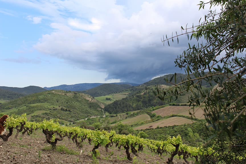 Domaine Lérys: A Heritage Winery in Languedoc