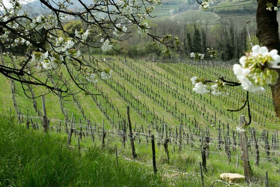 Dégustation de vins et visite de la cave biologique Emeran Reya