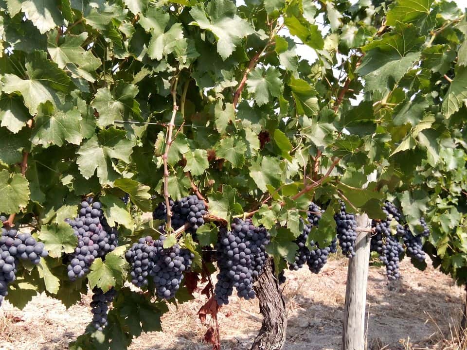 Dégustation de vins et visite à Freire Lobo Unipessoal