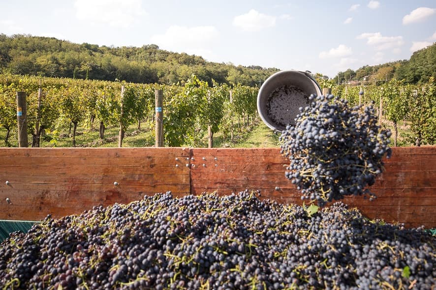 Cata de vinos y visita guiada a Il Roncal